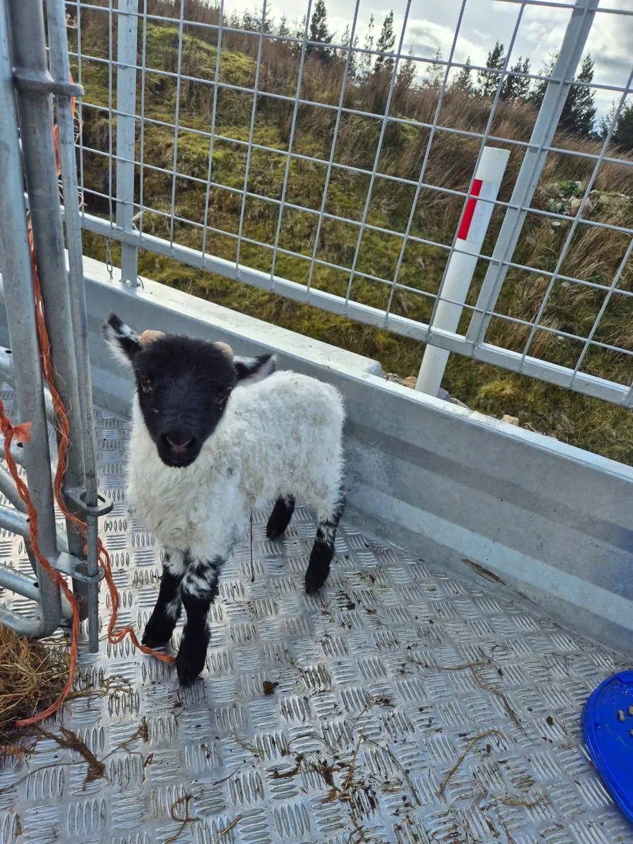 Pet Lamb - Image 1