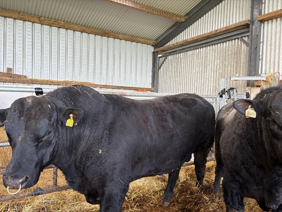 Aberdeen Angus bulls - Image 1