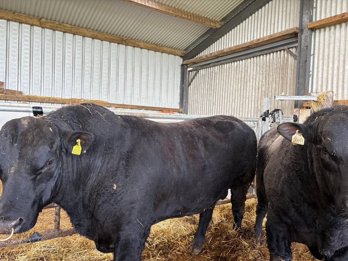 Aberdeen Angus bulls - Image 2