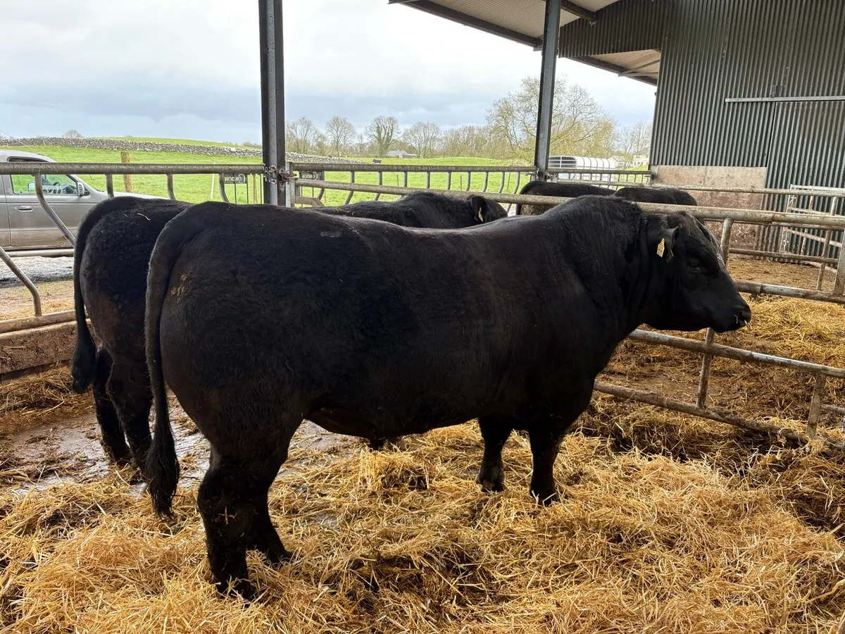 Aberdeen Angus bulls - Image 3