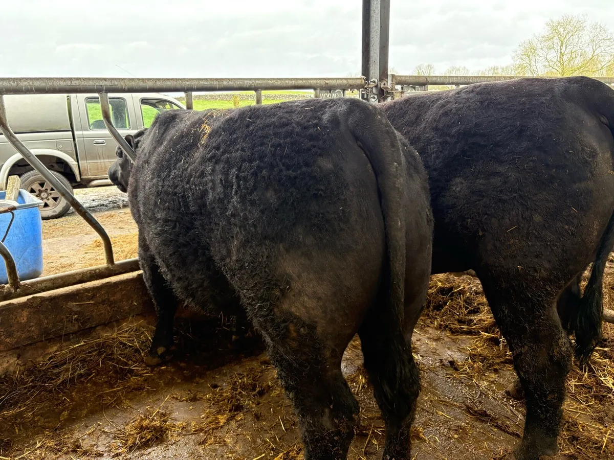 Aberdeen Angus bulls - Image 4