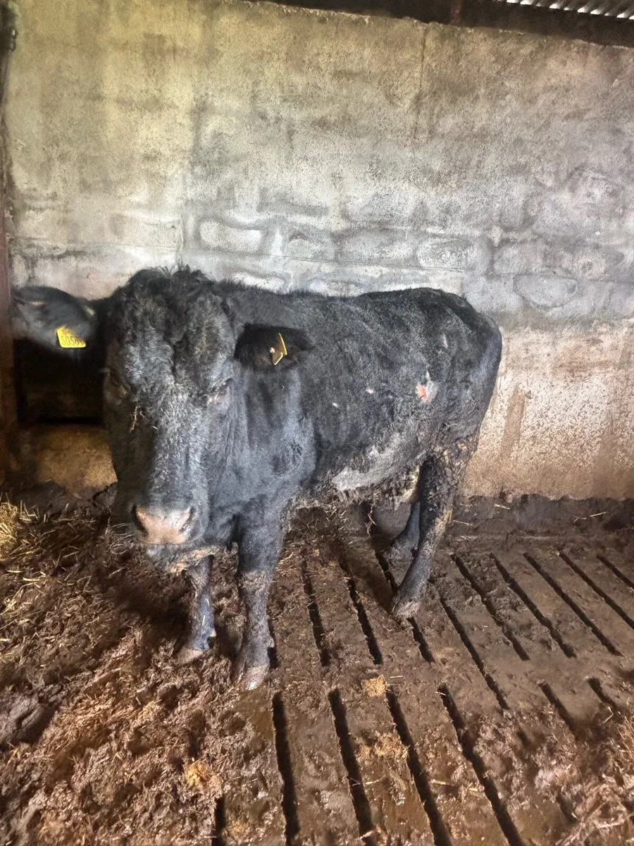 Foster Cow - Image 2