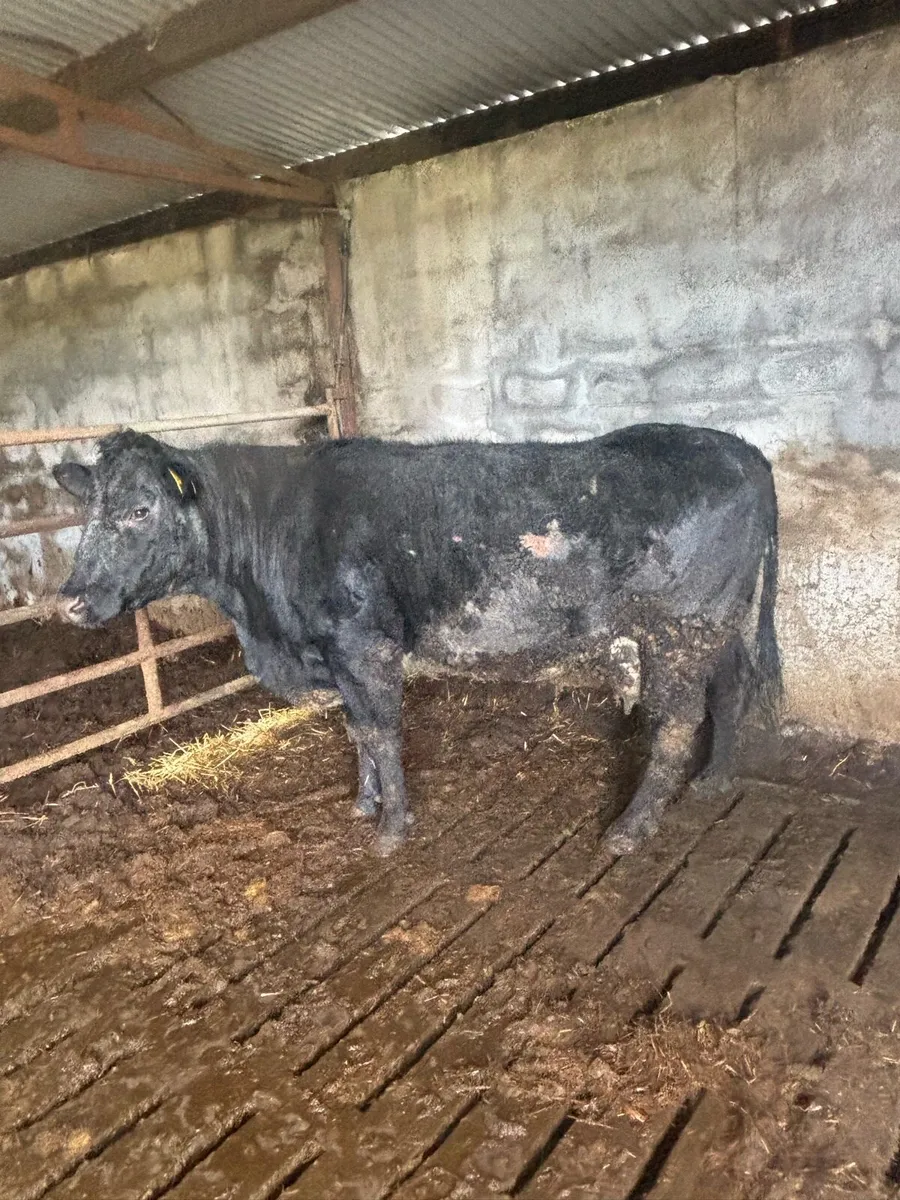 Foster Cow - Image 3