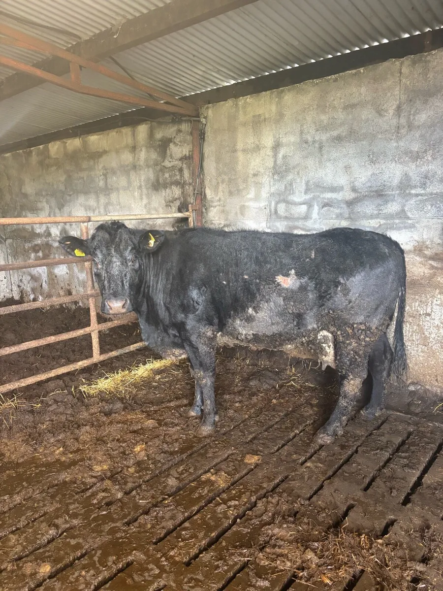 Foster Cow - Image 1