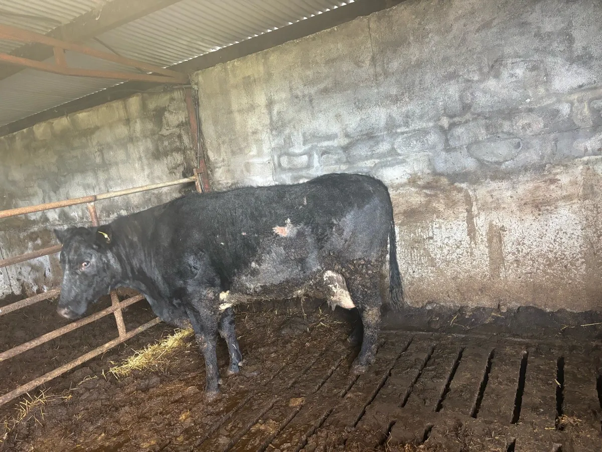 Foster Cow - Image 4