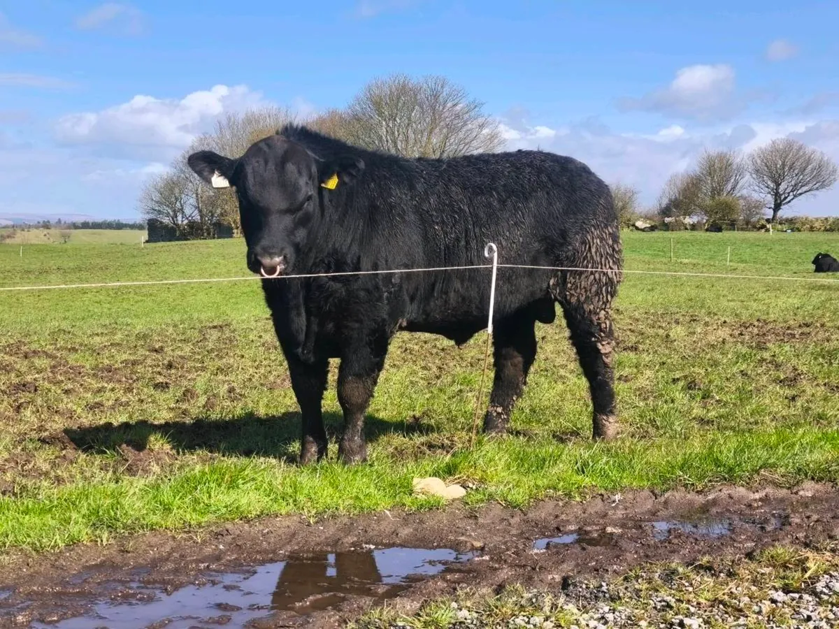Pedigree Angus bulls - Image 1