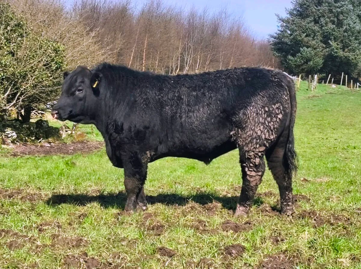 Pedigree Angus bulls - Image 2