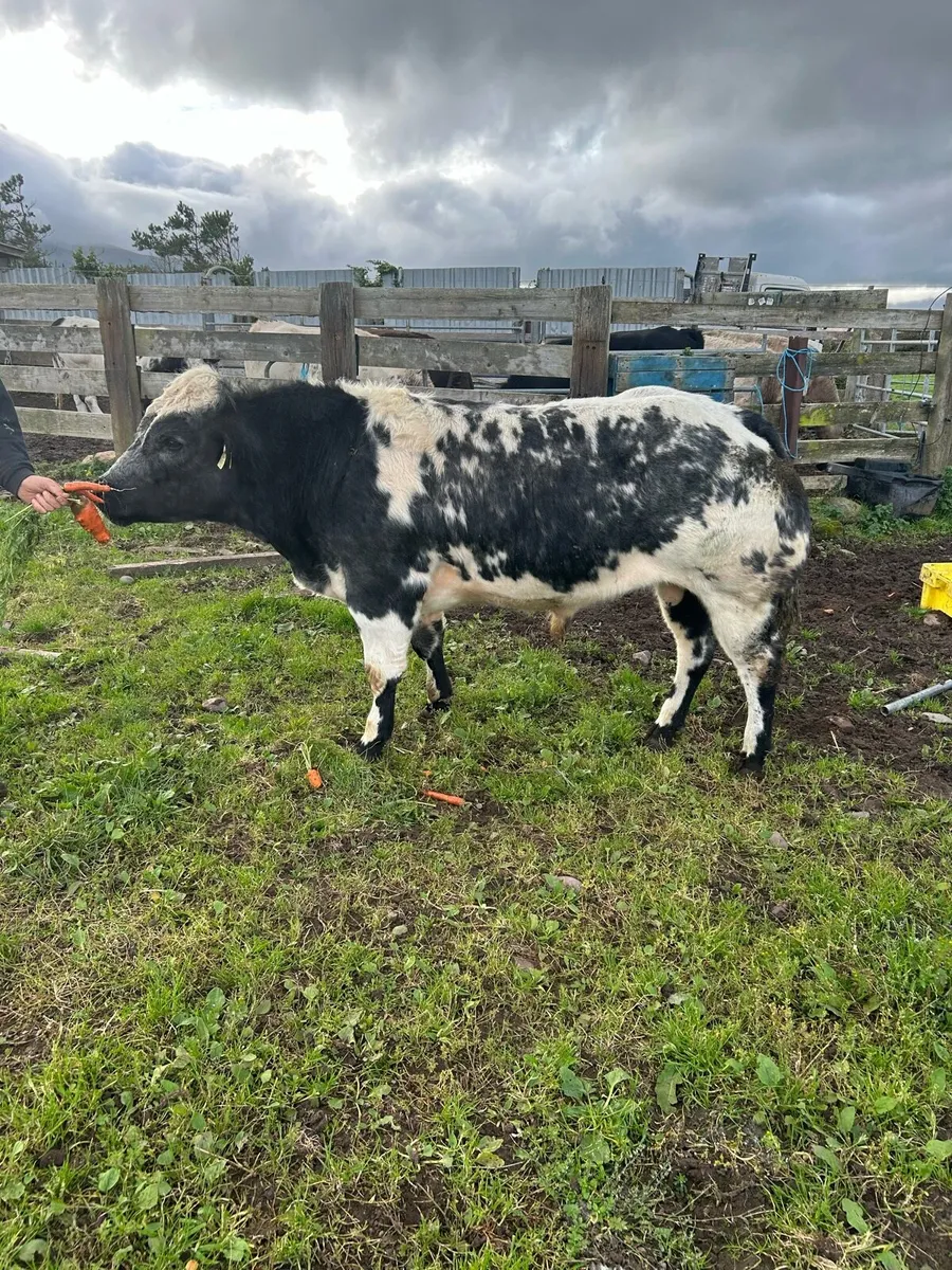 Belgian blue bull heifer and calf castleisland mar - Image 1