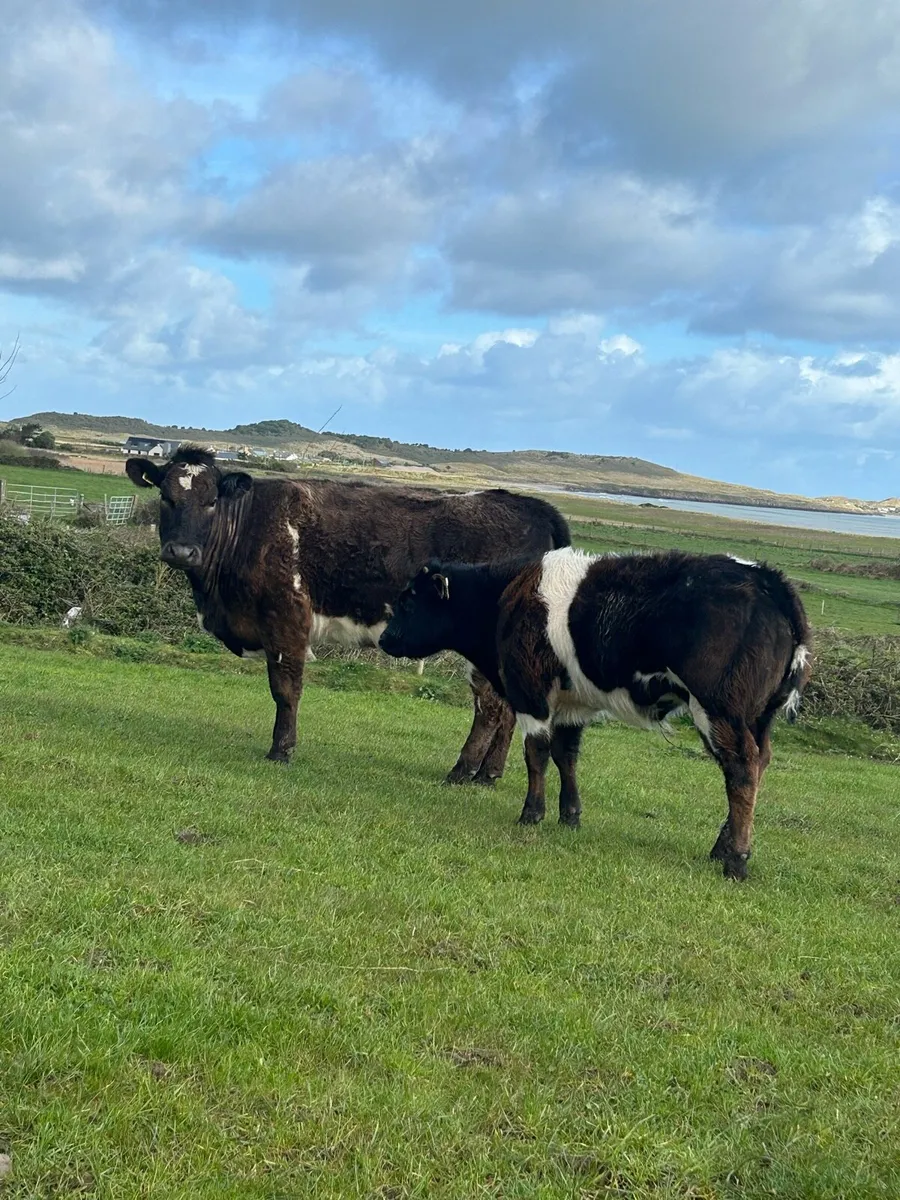 Belgian blue bull heifer and calf castleisland mar - Image 2