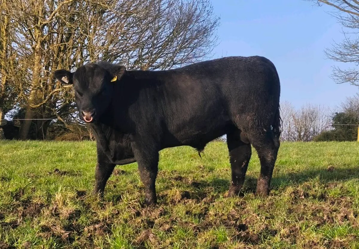 Pedigree Angus bulls - Image 3