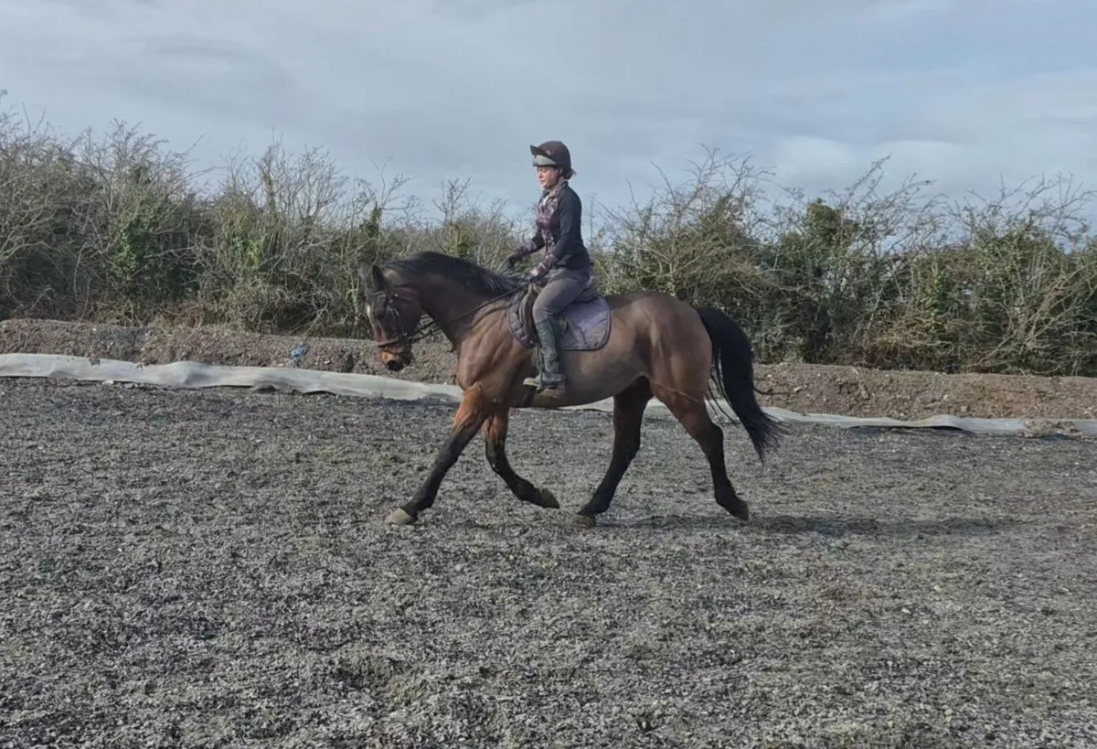 Superb all-rounder - Image 1