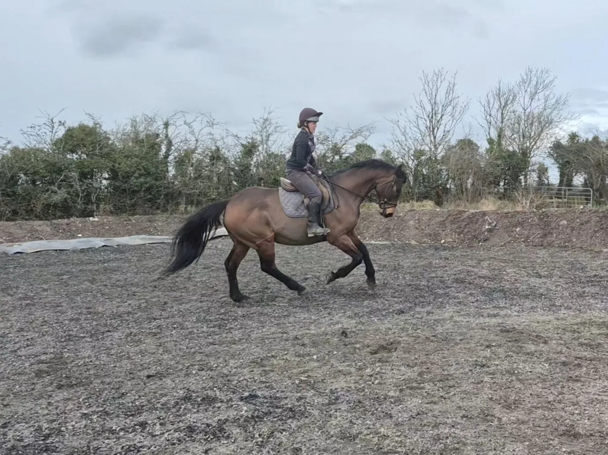 Superb all-rounder - Image 3