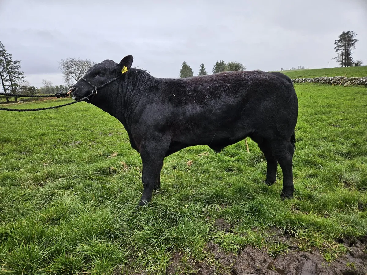 Pedigree Angus bulls - Image 4