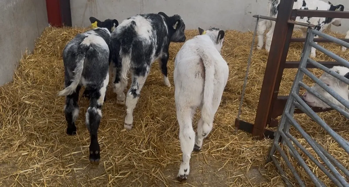 ❌ super blue hefiers ❌ - Image 3