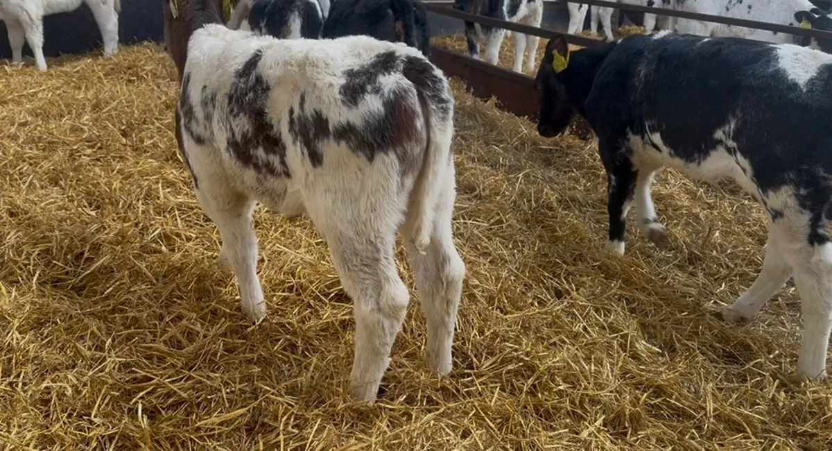 ❌ super blue hefiers ❌ - Image 4