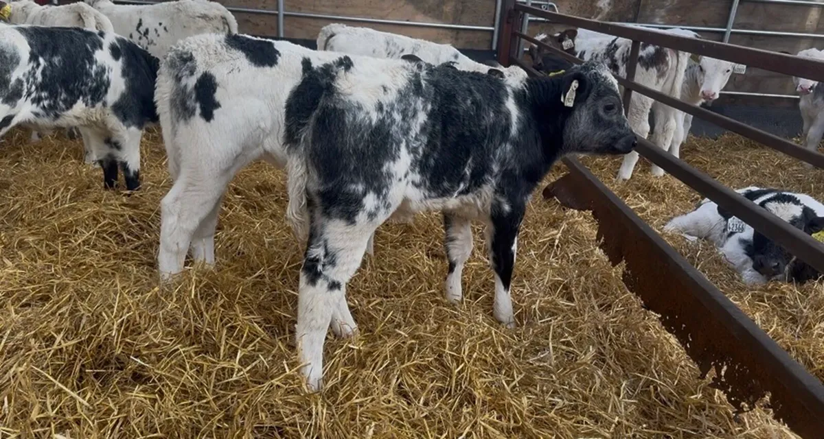 ❌ super blue hefiers ❌ - Image 1