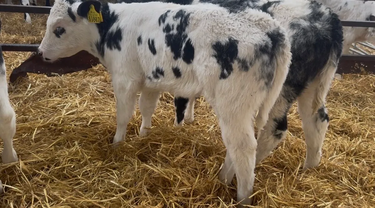 ❌ super blue hefiers ❌ - Image 2