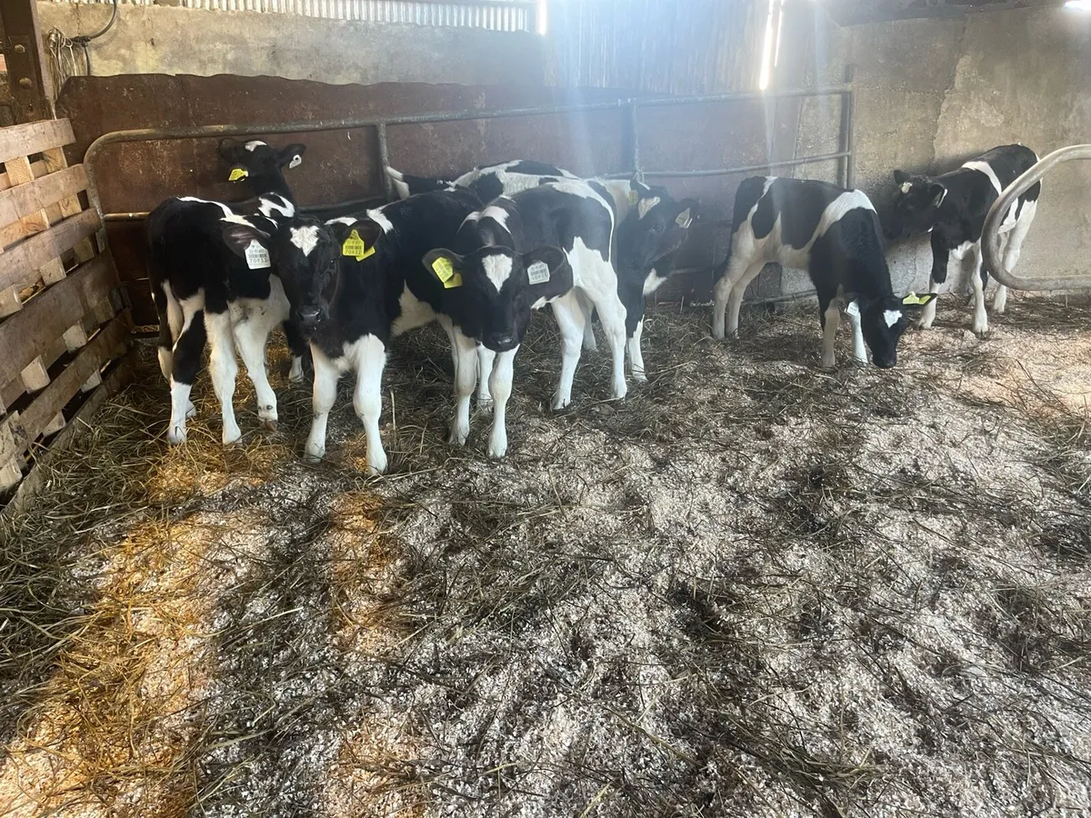 Friesian heifer - Image 4