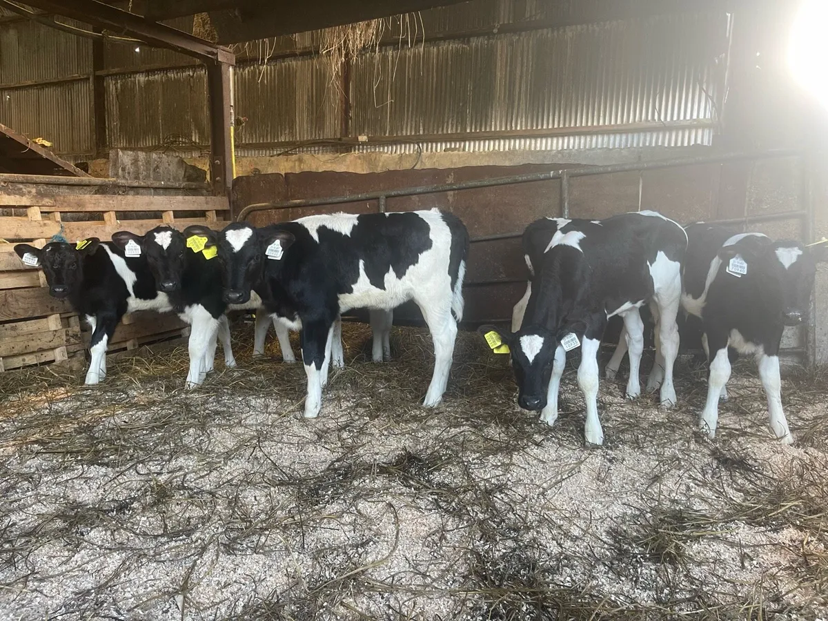 Friesian heifer - Image 1