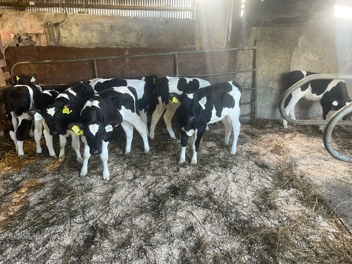 Friesian heifer - Image 2