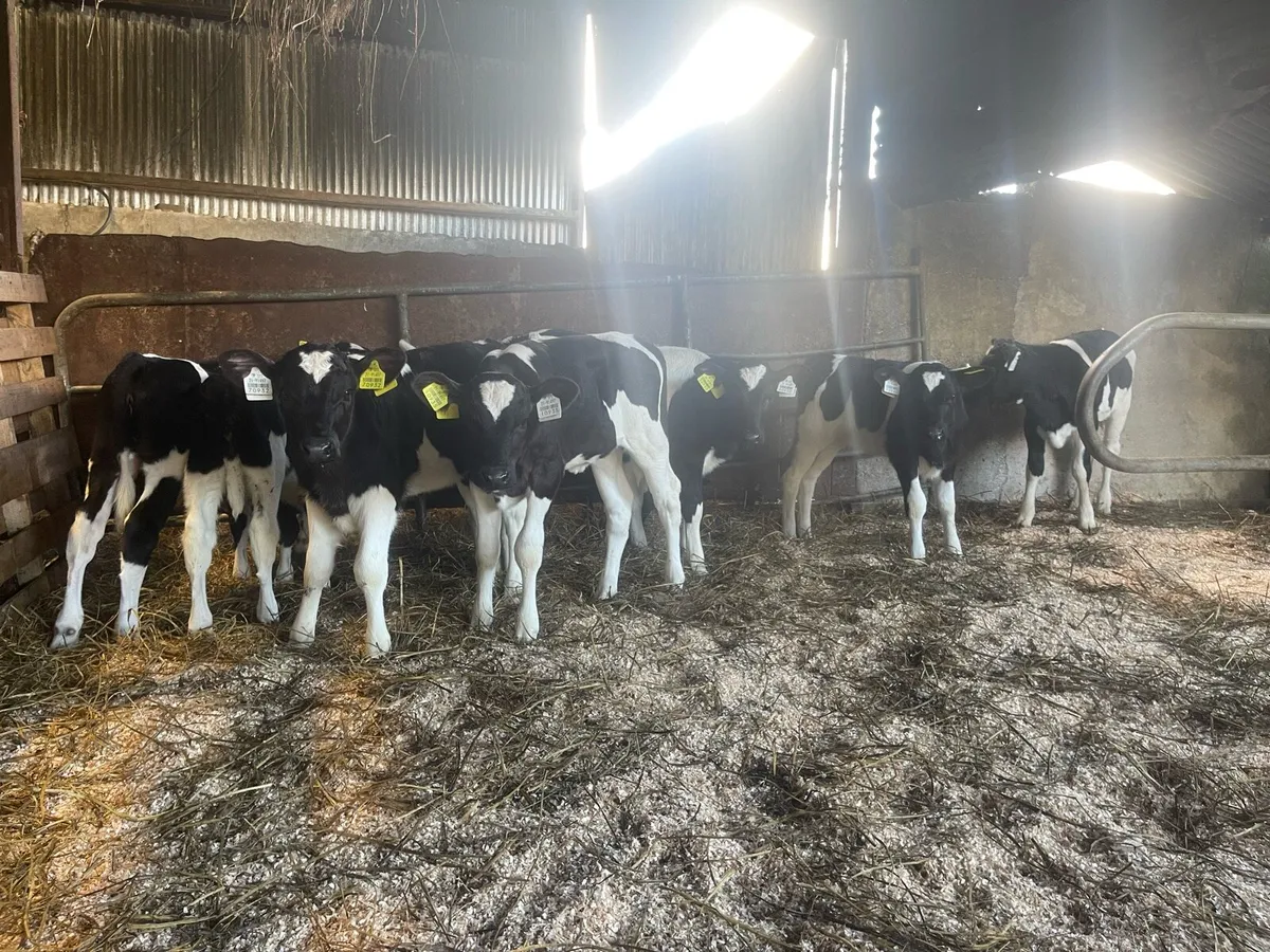 Friesian heifer - Image 3