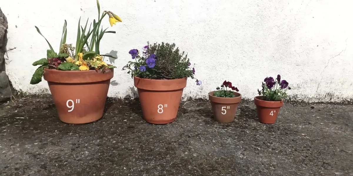 Flowers, Herbs & Gifts For *SALE* Cauley's Garden - Image 3