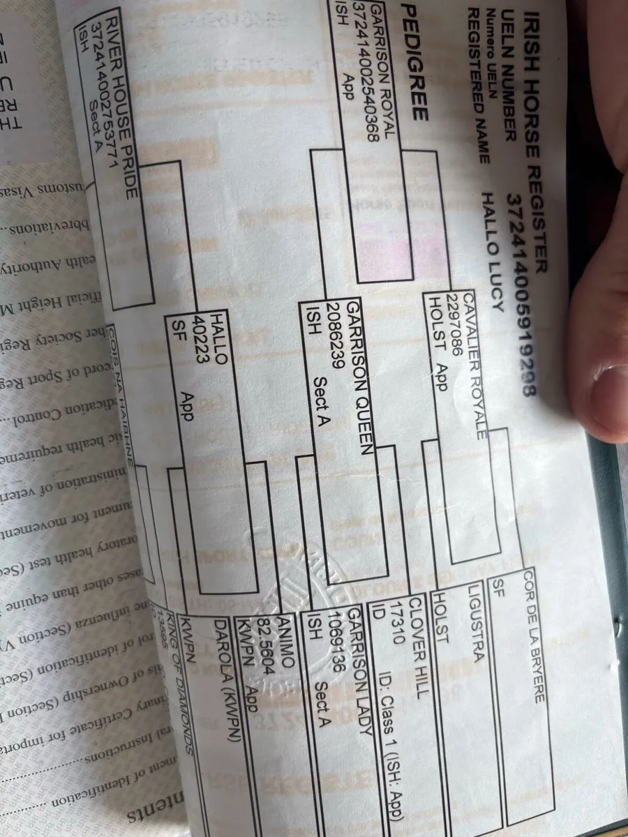 Broodmare for sale - Image 2