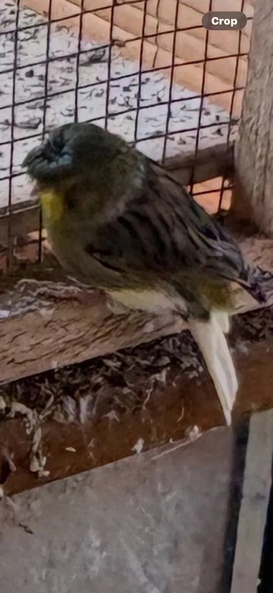 Gloster & border canaries - Image 1