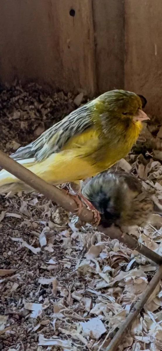 Gloster & border canaries - Image 2