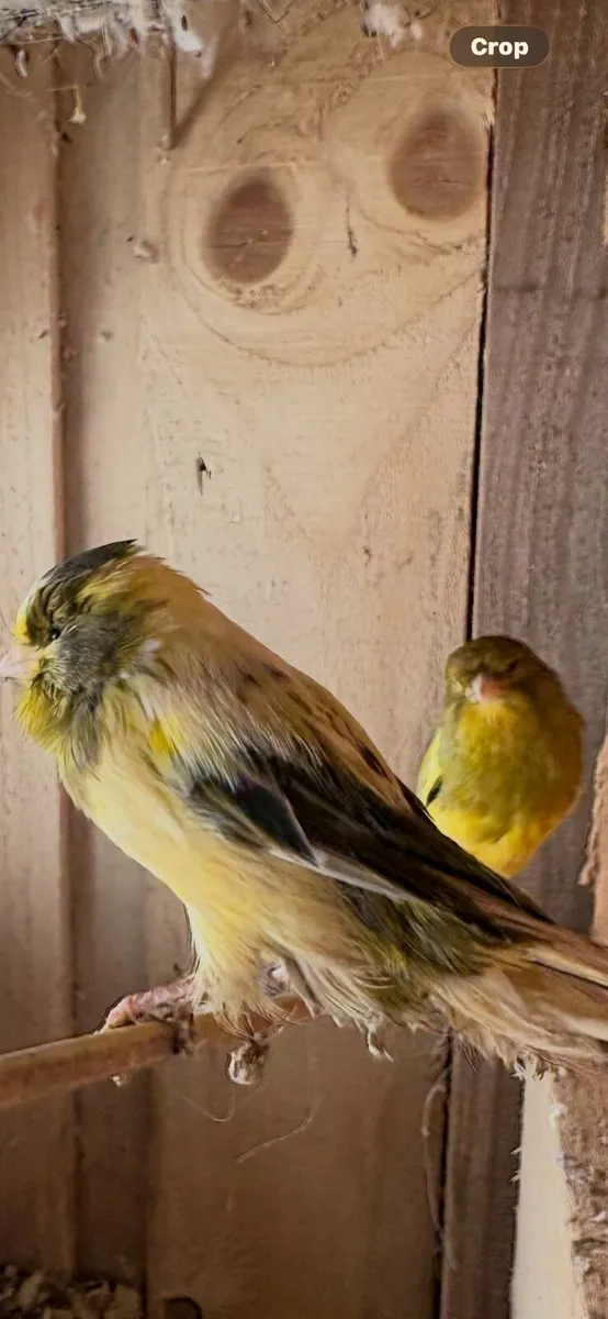 Gloster & border canaries - Image 3