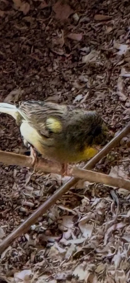 Gloster & border canaries - Image 4