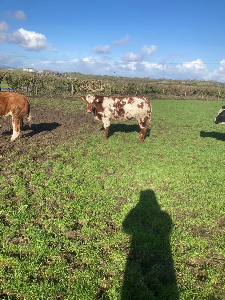 5 Super Blue Heifers ⭐️ - Image 1