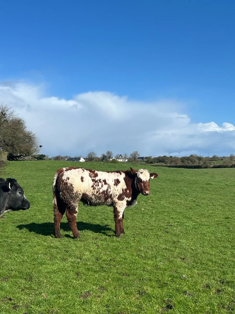 5 Super Blue Heifers ⭐️ - Image 2