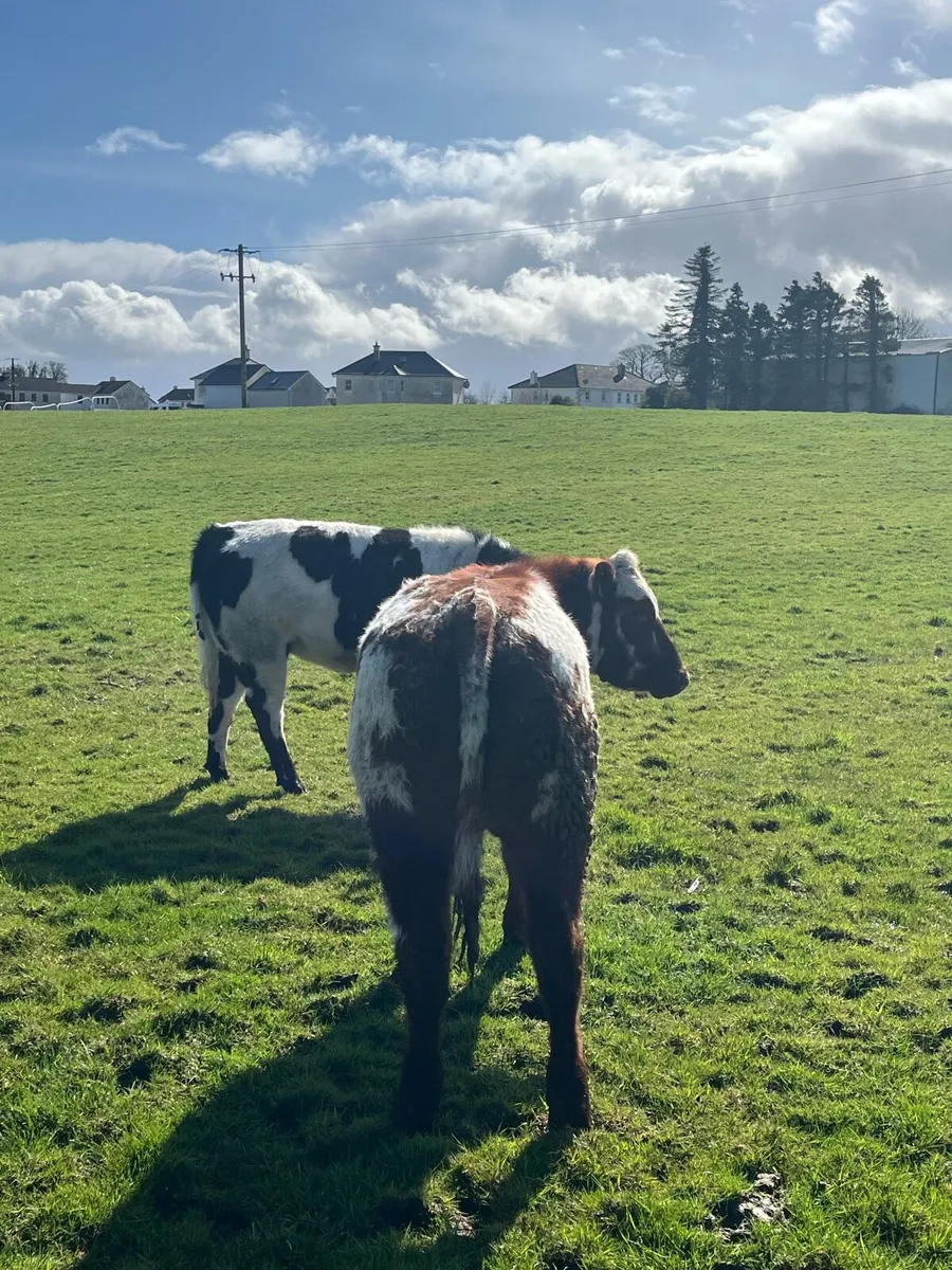 5 Super Blue Heifers ⭐️ - Image 3