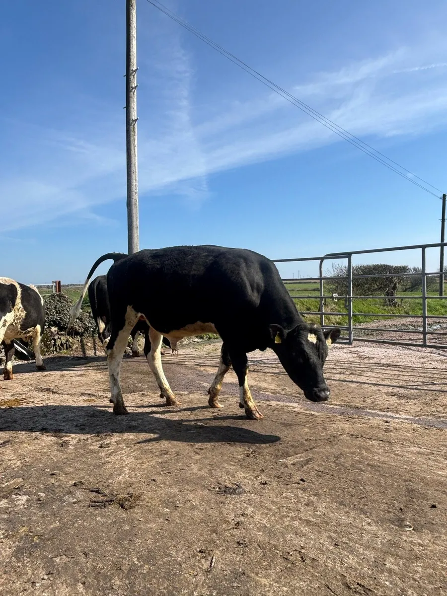 PBR Fresian bull - Image 4