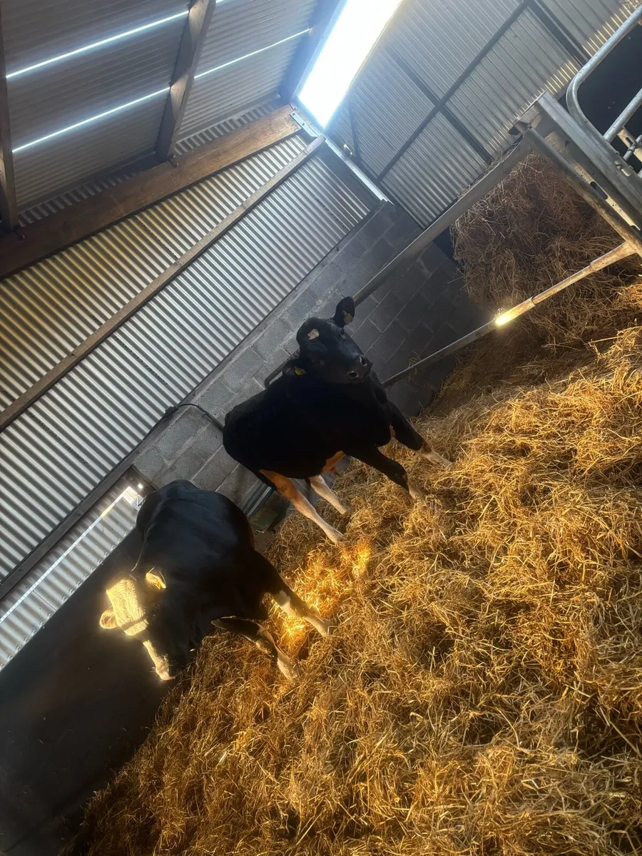 PBR Fresian bull - Image 2