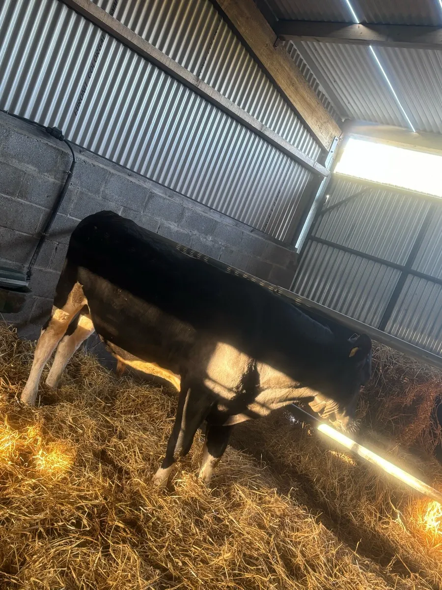 PBR Fresian bull - Image 1