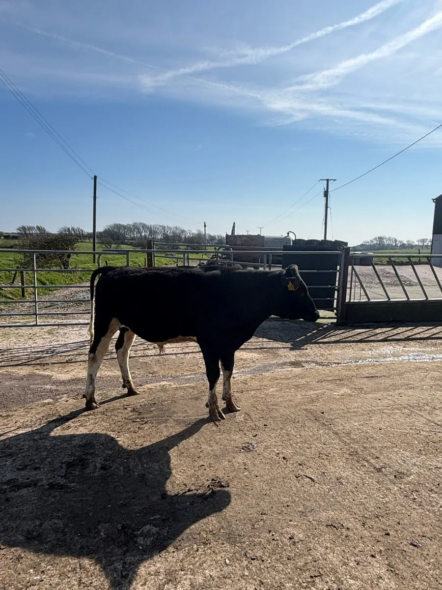 PBR Fresian bull - Image 3