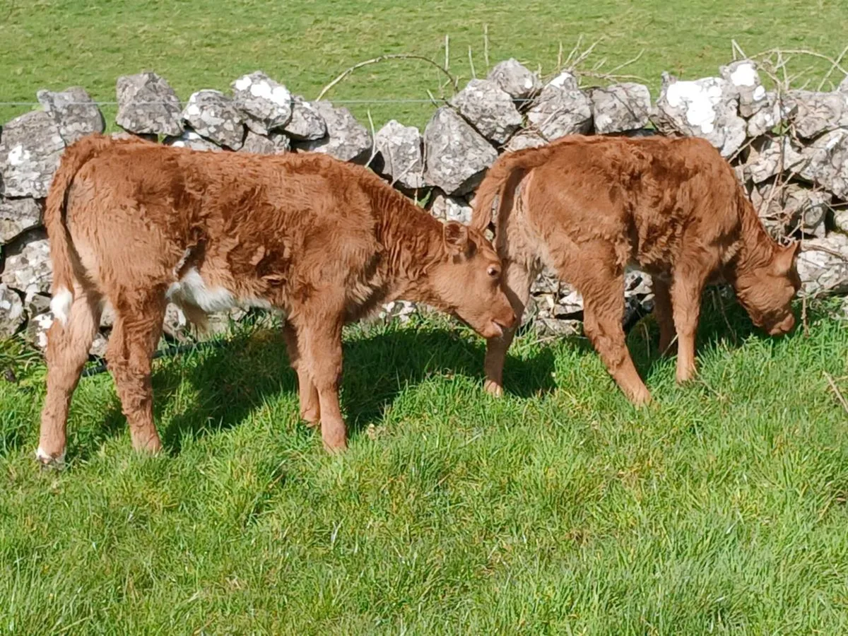 First calvers - Image 4