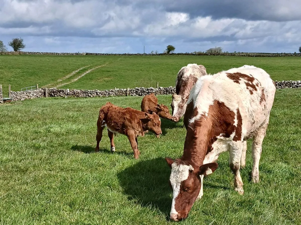 First calvers - Image 1