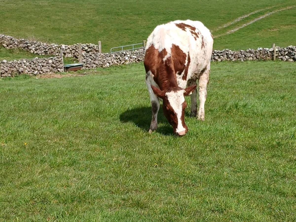 First calvers - Image 2