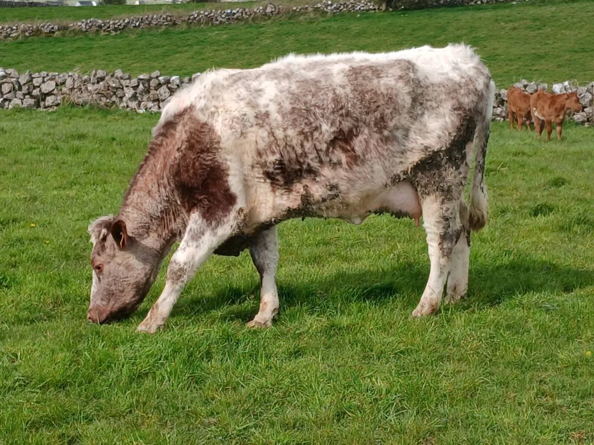 First calvers - Image 3