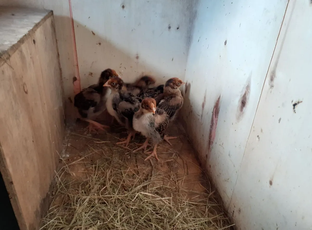 Chicks , Wyndotte hen , Orpington ,ind runner eggs - Image 1