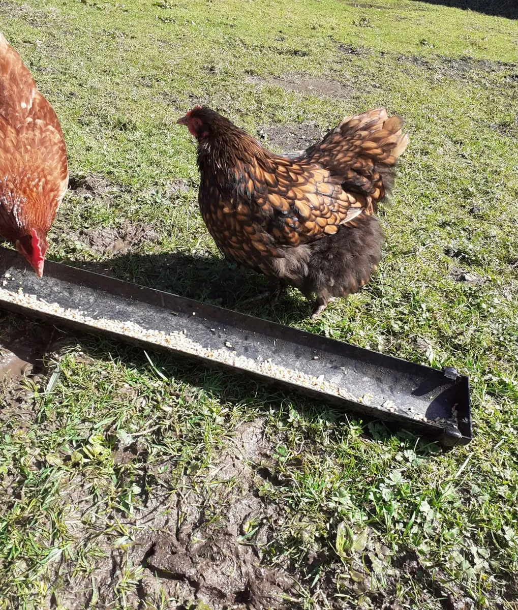 Chicks , Wyndotte hen , Orpington ,ind runner eggs - Image 2