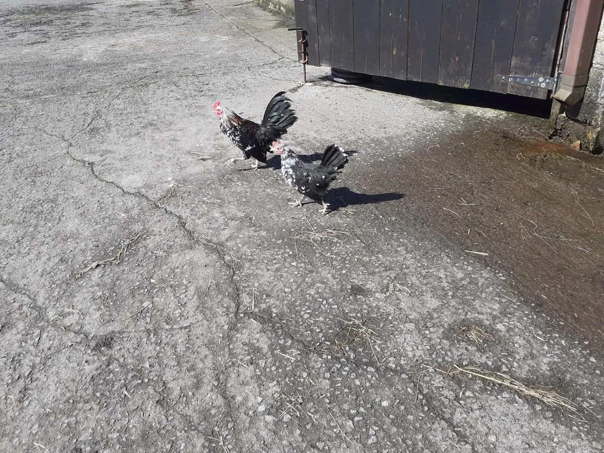 Chicks , Wyndotte hen , Orpington ,ind runner eggs - Image 4