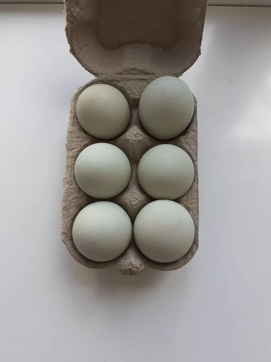 Chicks , Wyndotte hen , Orpington ,ind runner eggs - Image 3