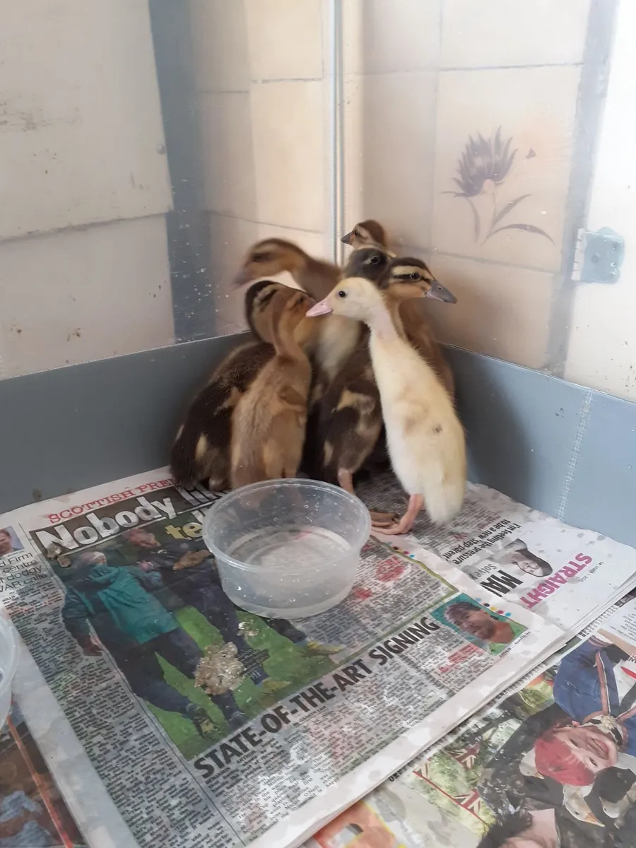 Indian runner & guinea hatching eggs, bantams - Image 2