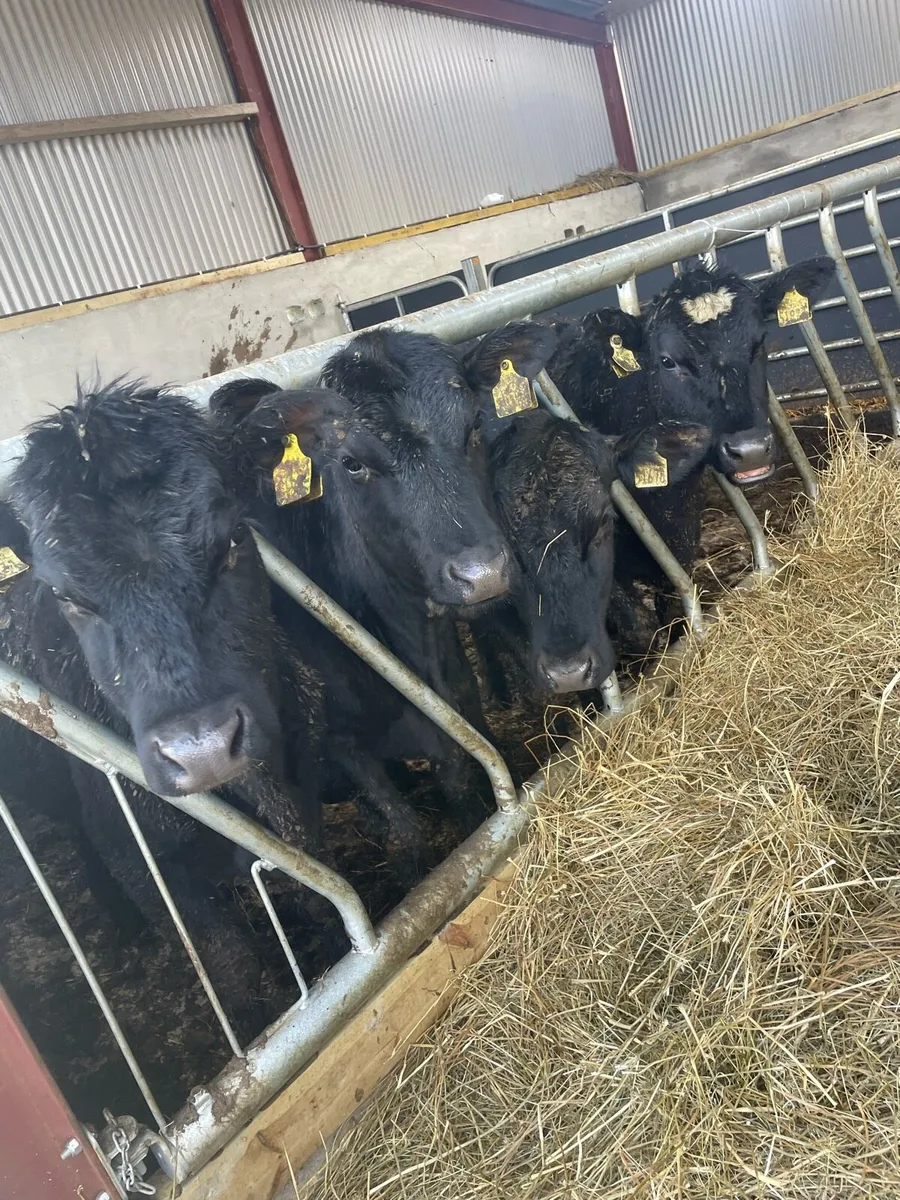 AA Heifers