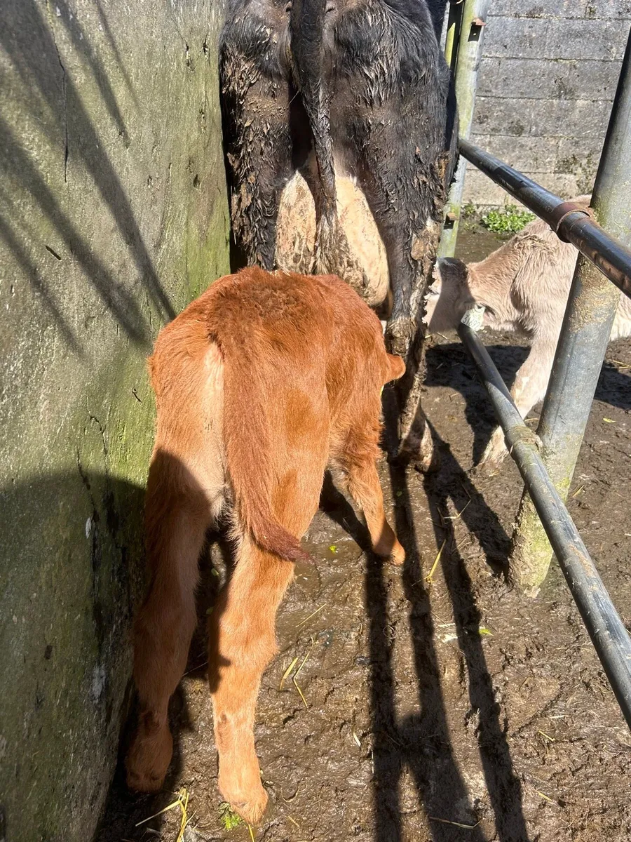 Charlaois And Limosin bull Calf - Image 1