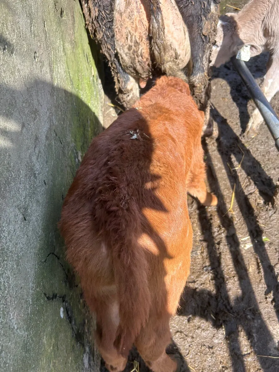 Charlaois And Limosin bull Calf - Image 2